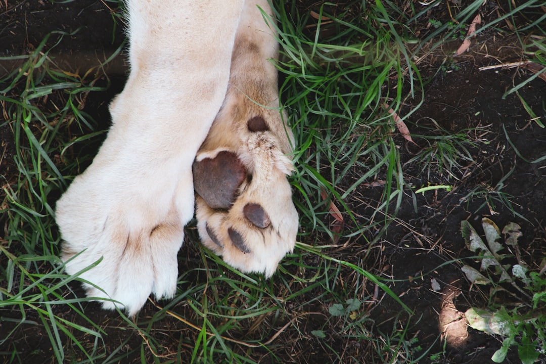 Photo Dog paw